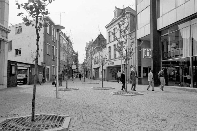 neu gepflanzte Bäume in einer Straße