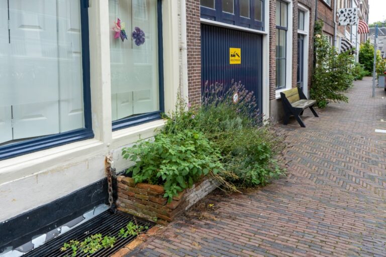 Pflanzen vor einem Haus in den Niederlanden