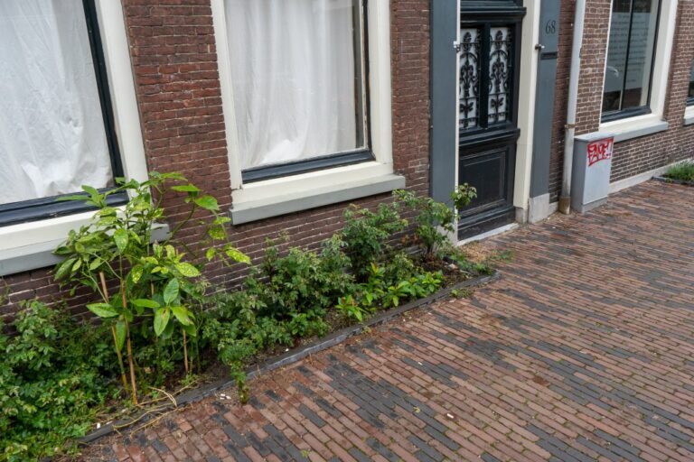 Pflanzen vor den Fenstern eines Hauses in den Niederlanden
