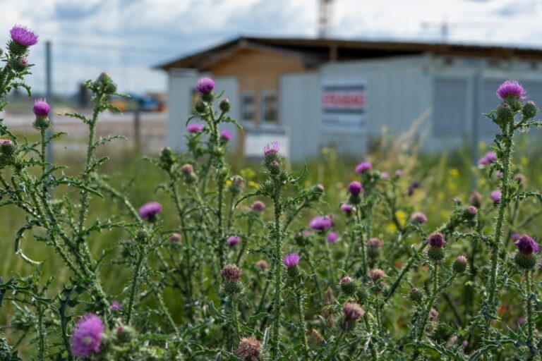 blühende Pflanzen vor einem Baucontainer