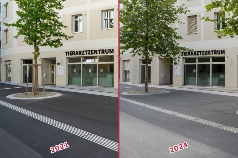 Baum vor dem Tierarztzentrum in Aspern, 1220 Wien